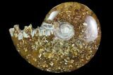 Polished, Agatized Ammonite (Cleoniceras) - Madagascar #97332-1